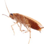 cockroach control buckhorn